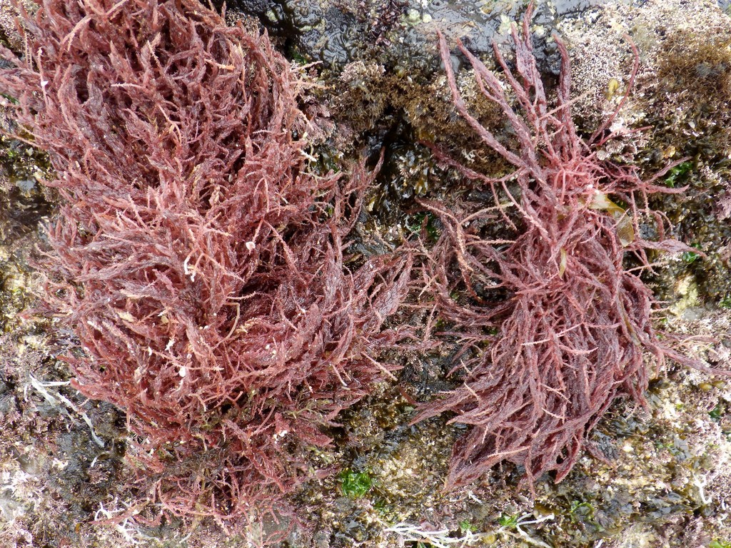 Species