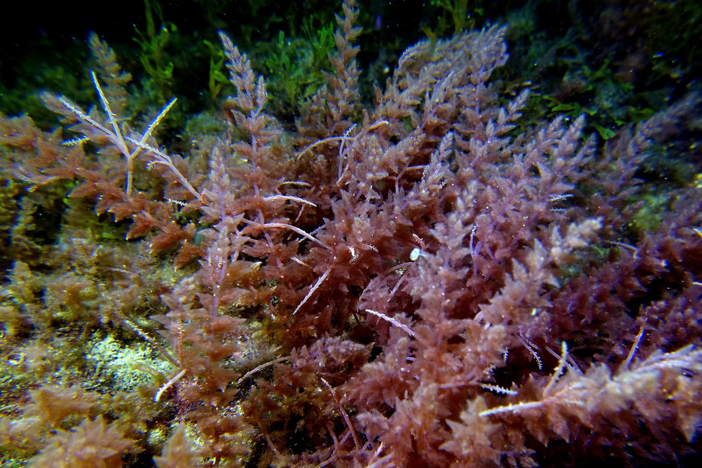 Species