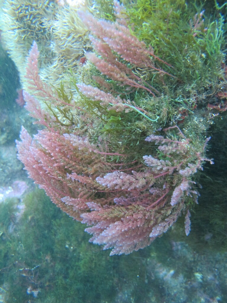 Species