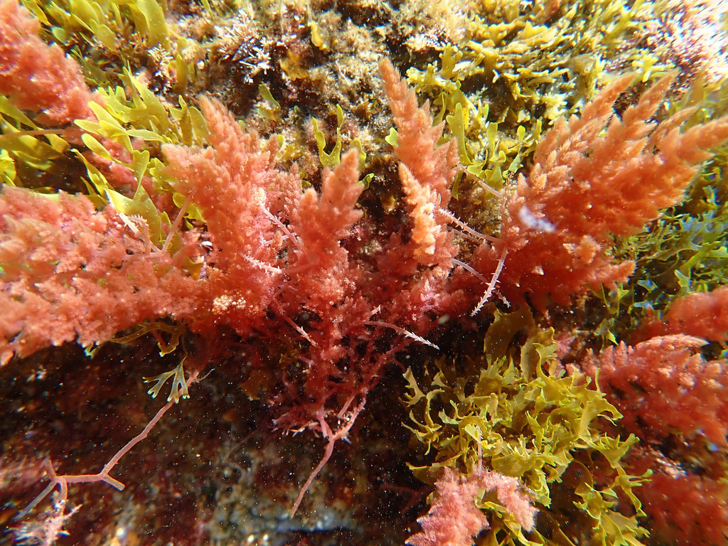 Species
