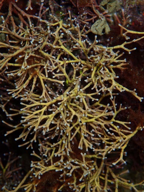 Species