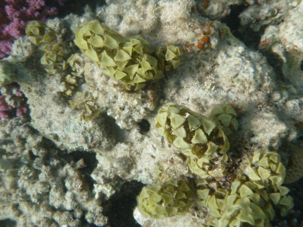 Species