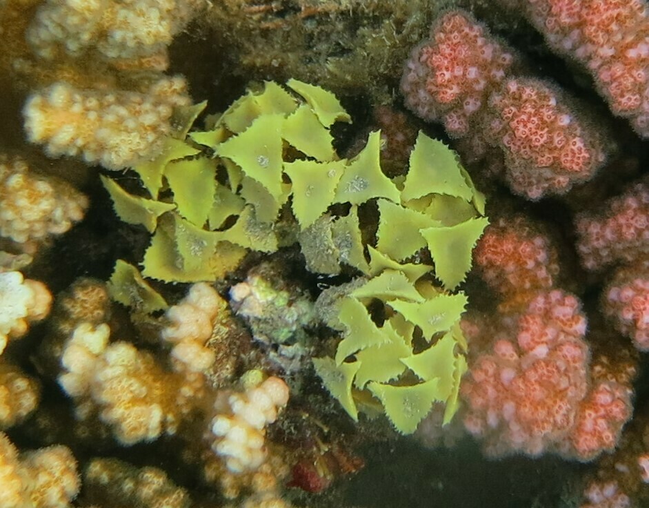 Turbinaire Déccurente