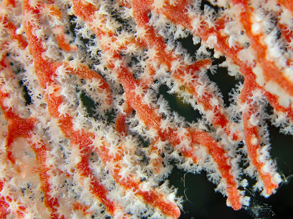Species