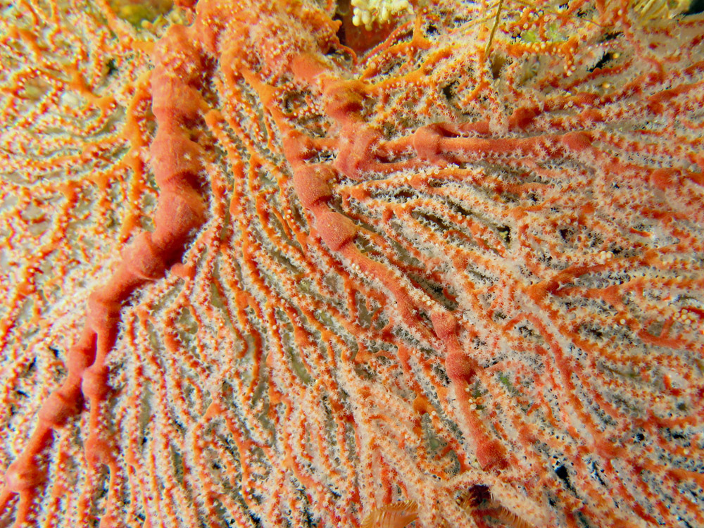 Species