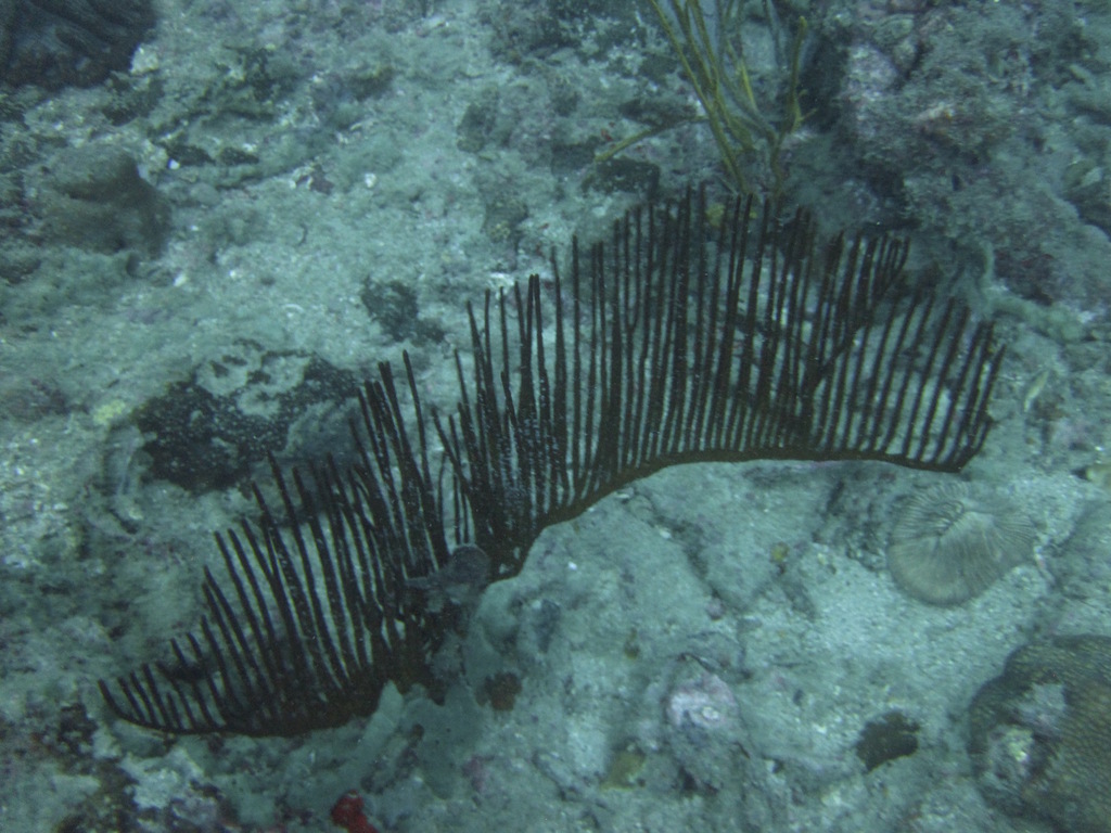 Species
