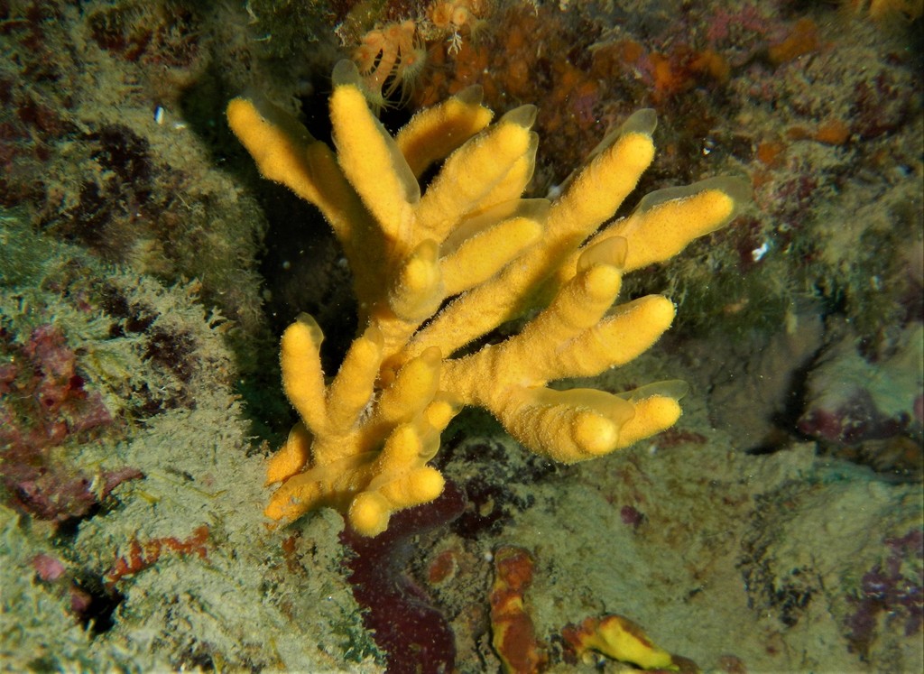 Species