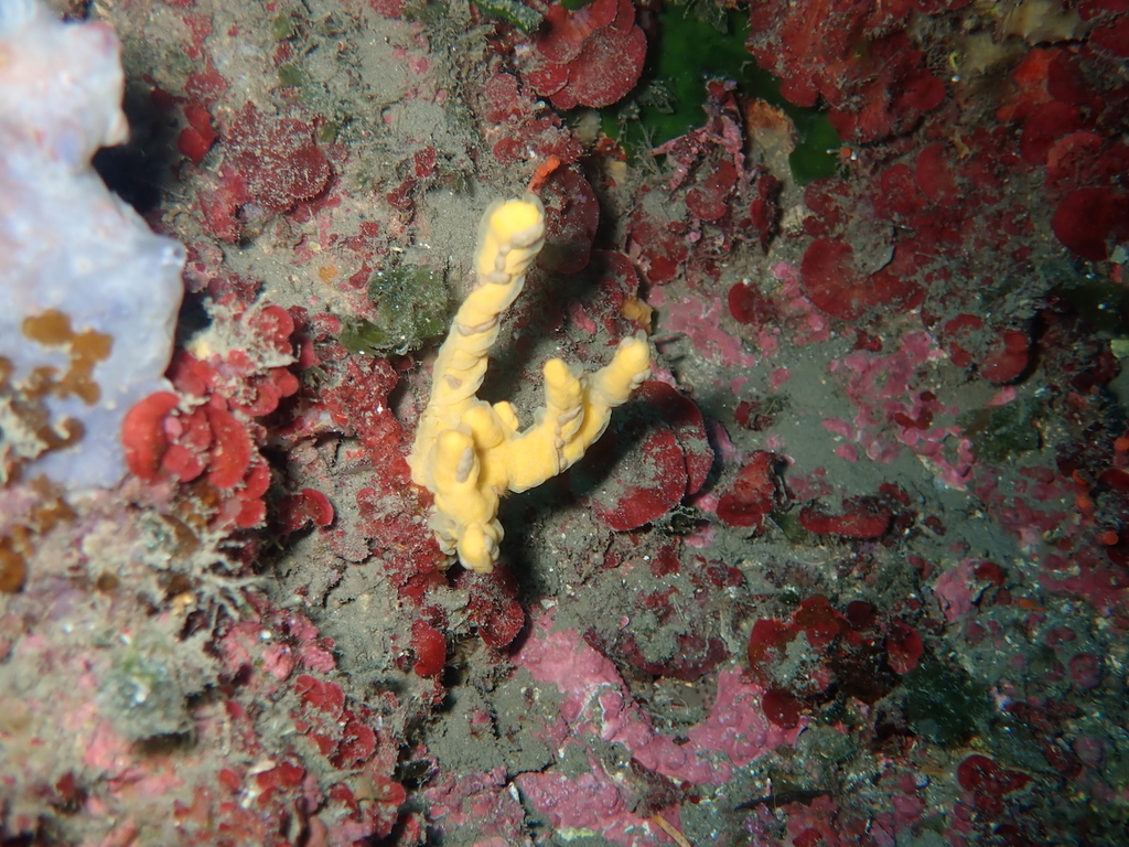 Species