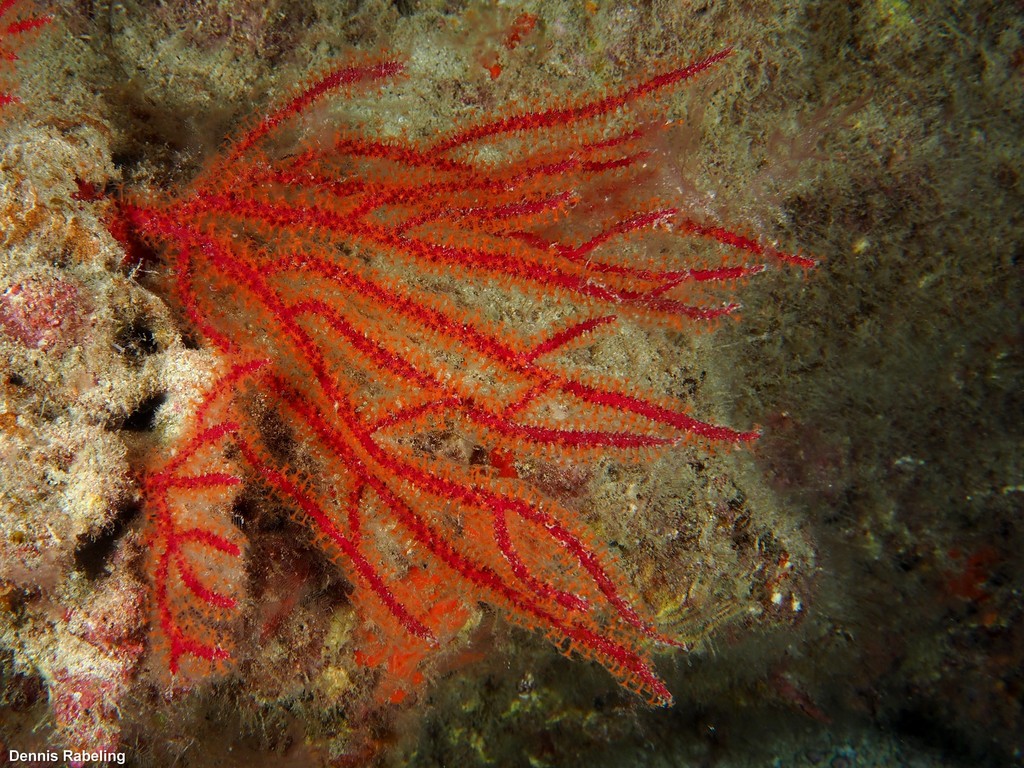 Species