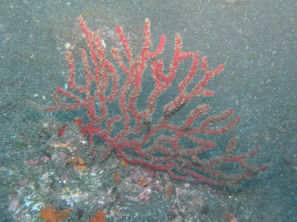 Species