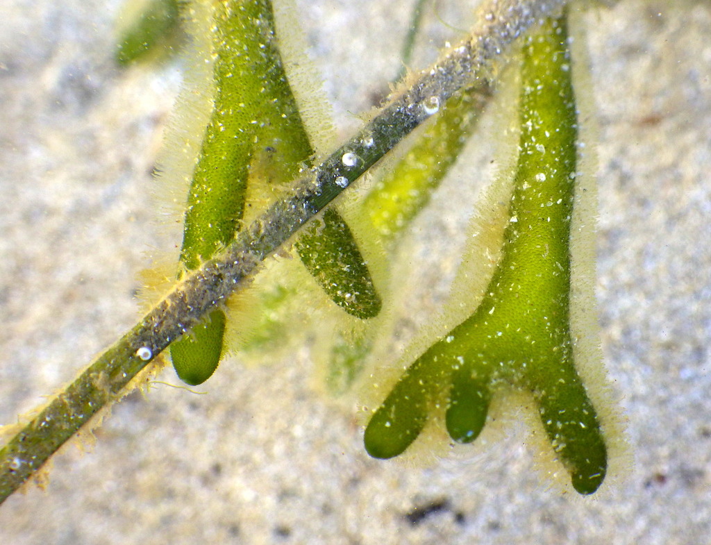 Species