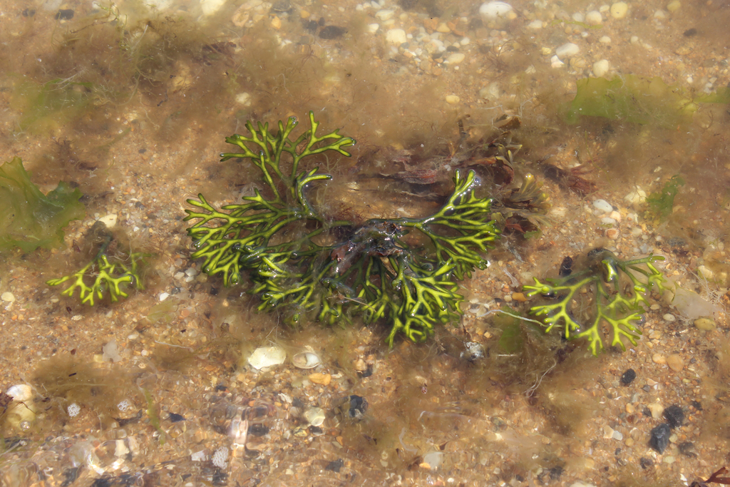 Species