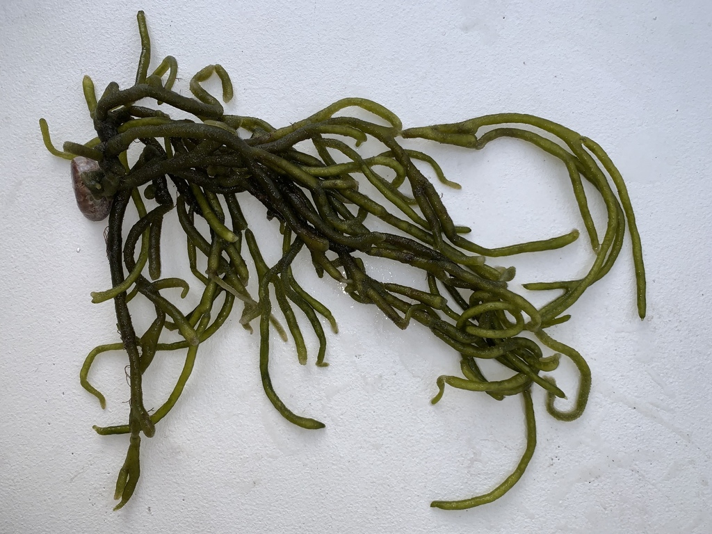 Species