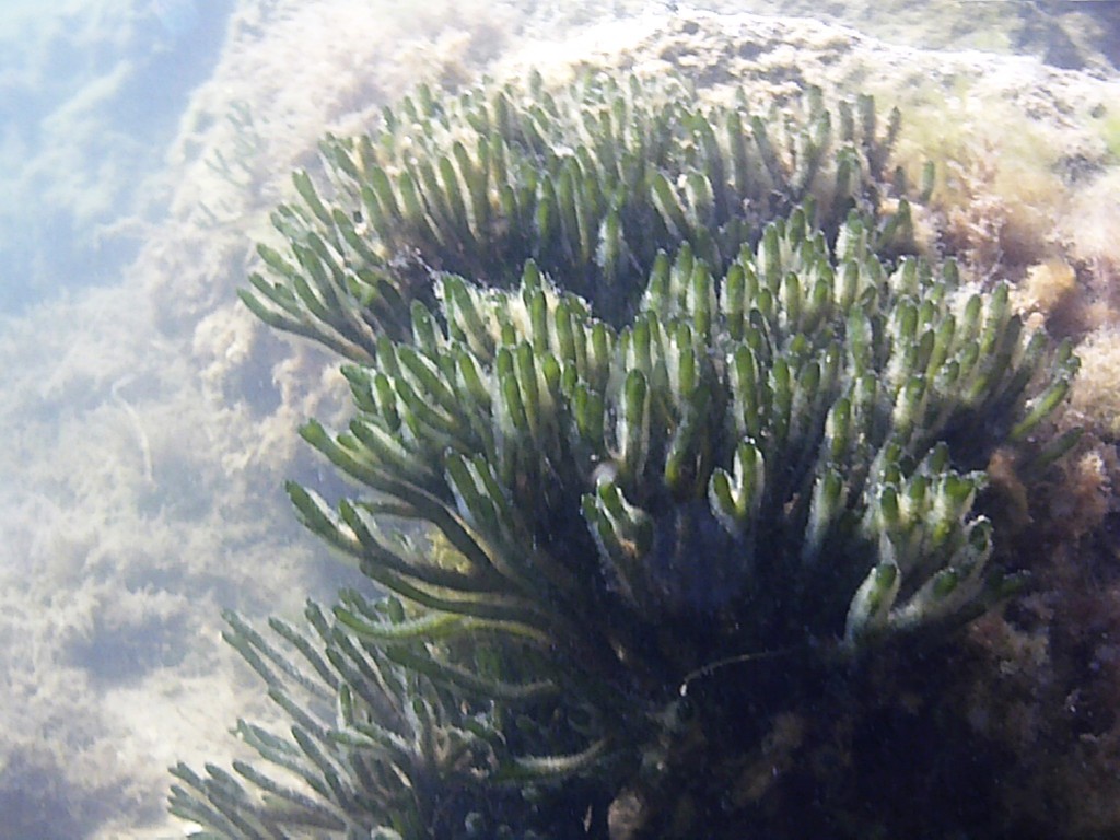 Species