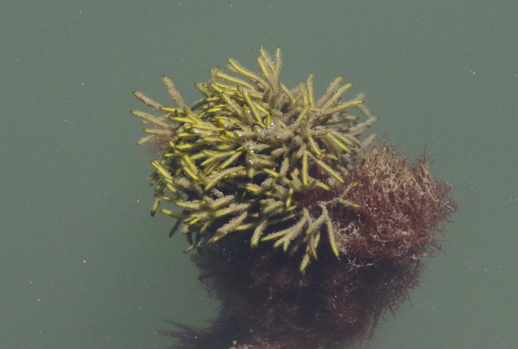 Species