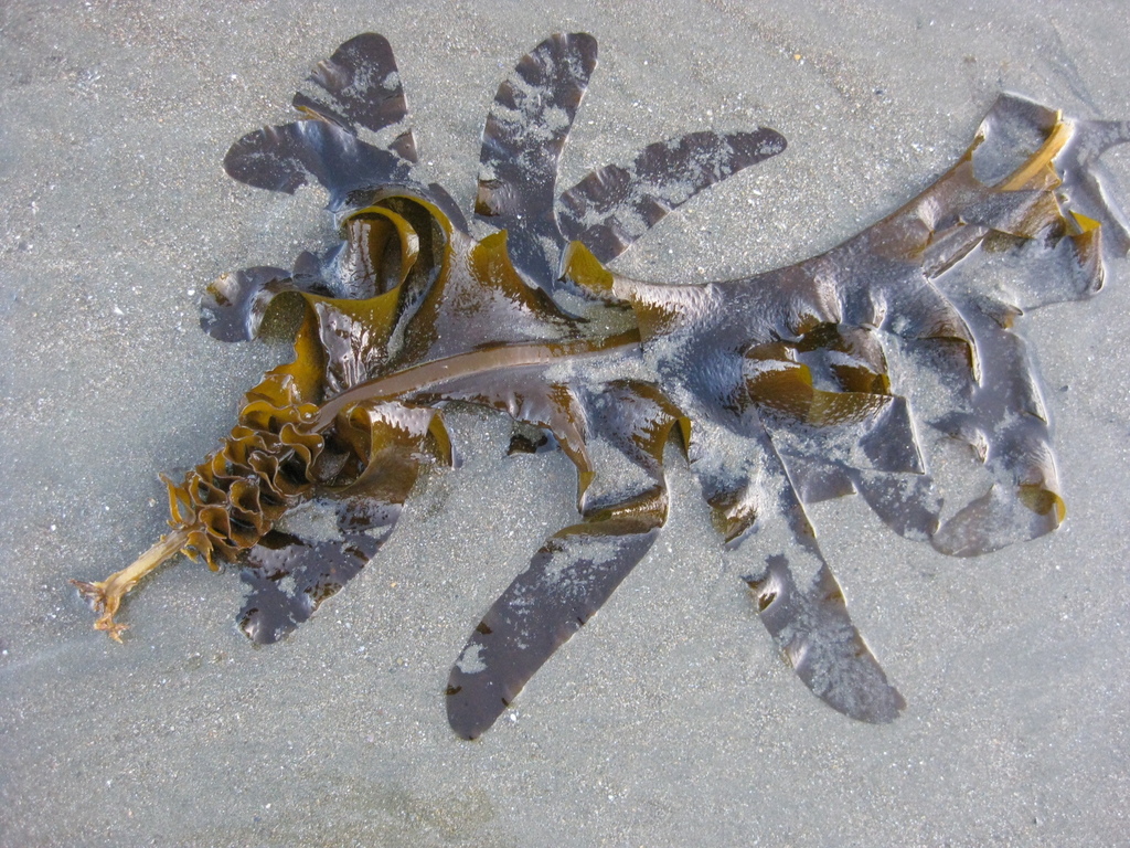 Species