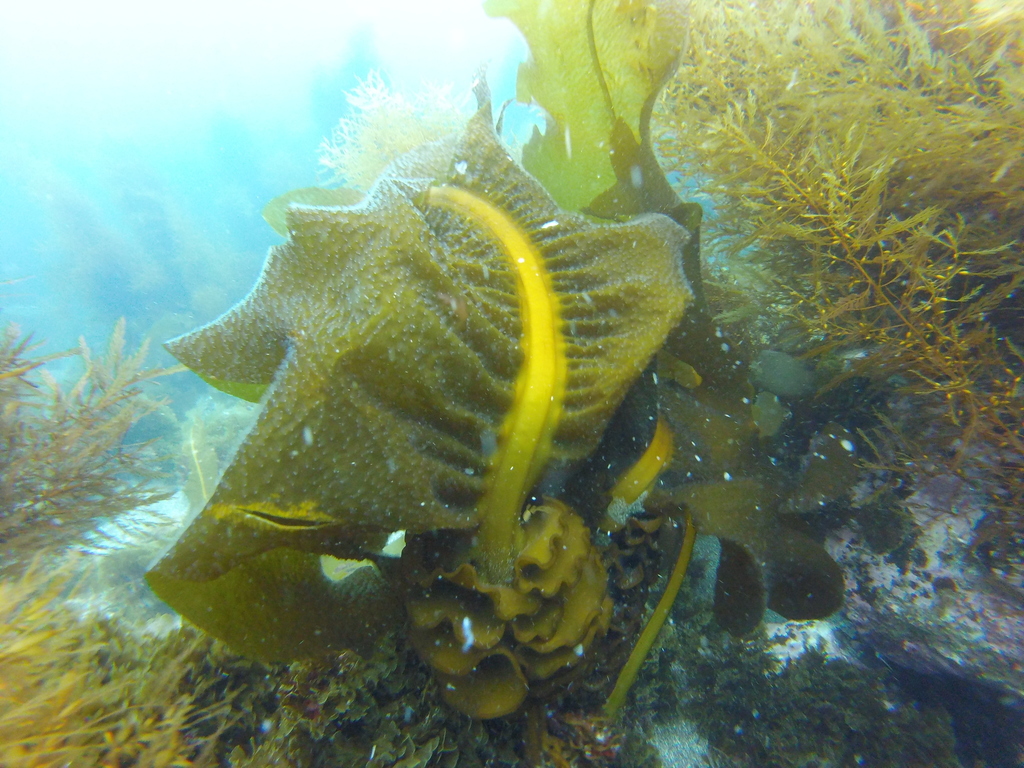Species