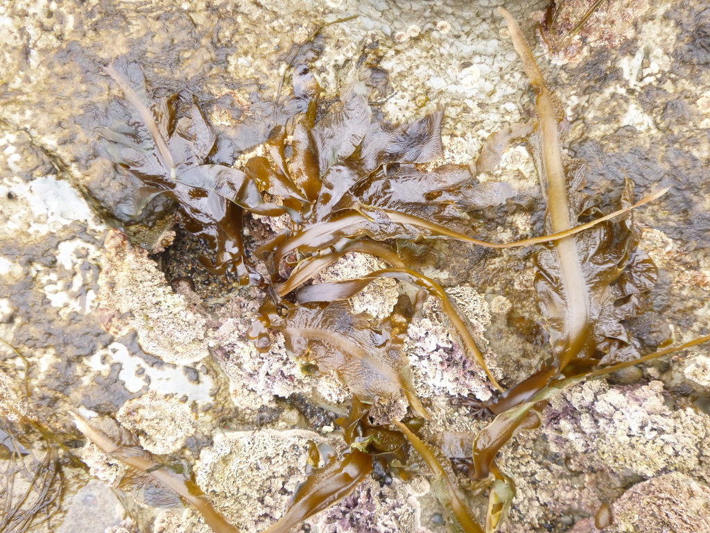 Species