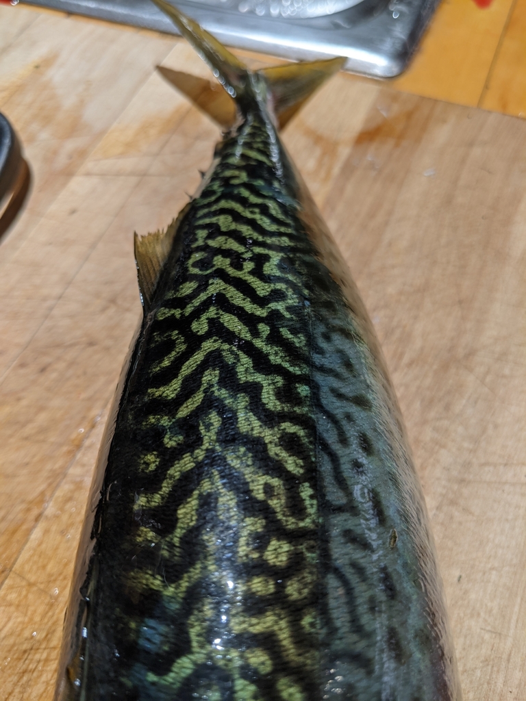 Atlantic Chub Mackerel