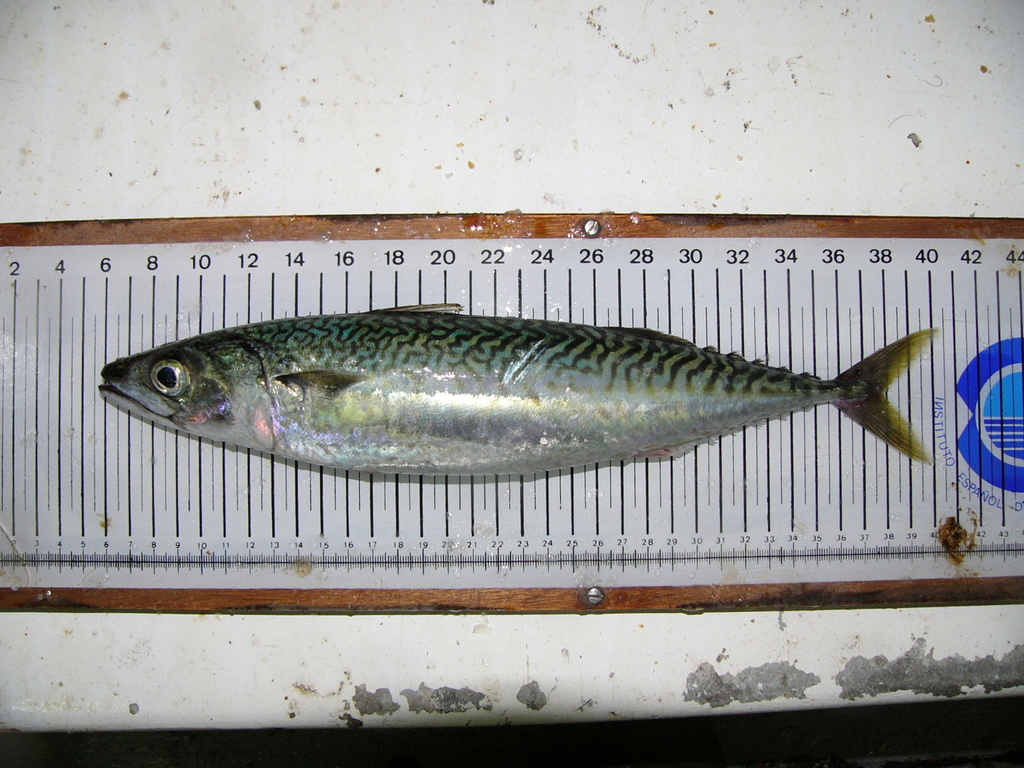Atlantic Chub Mackerel