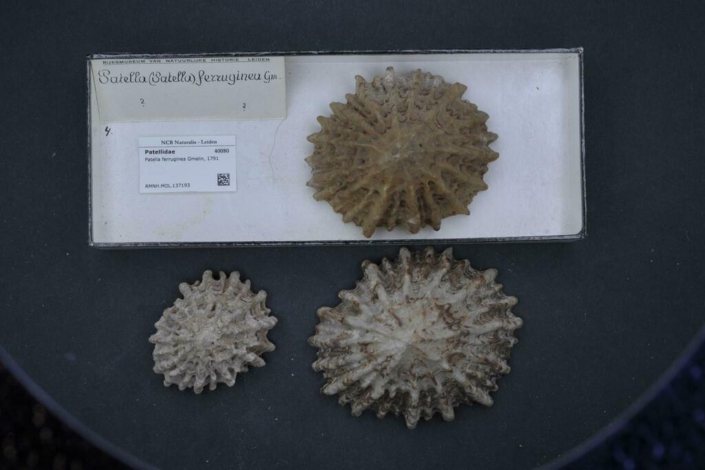 Species