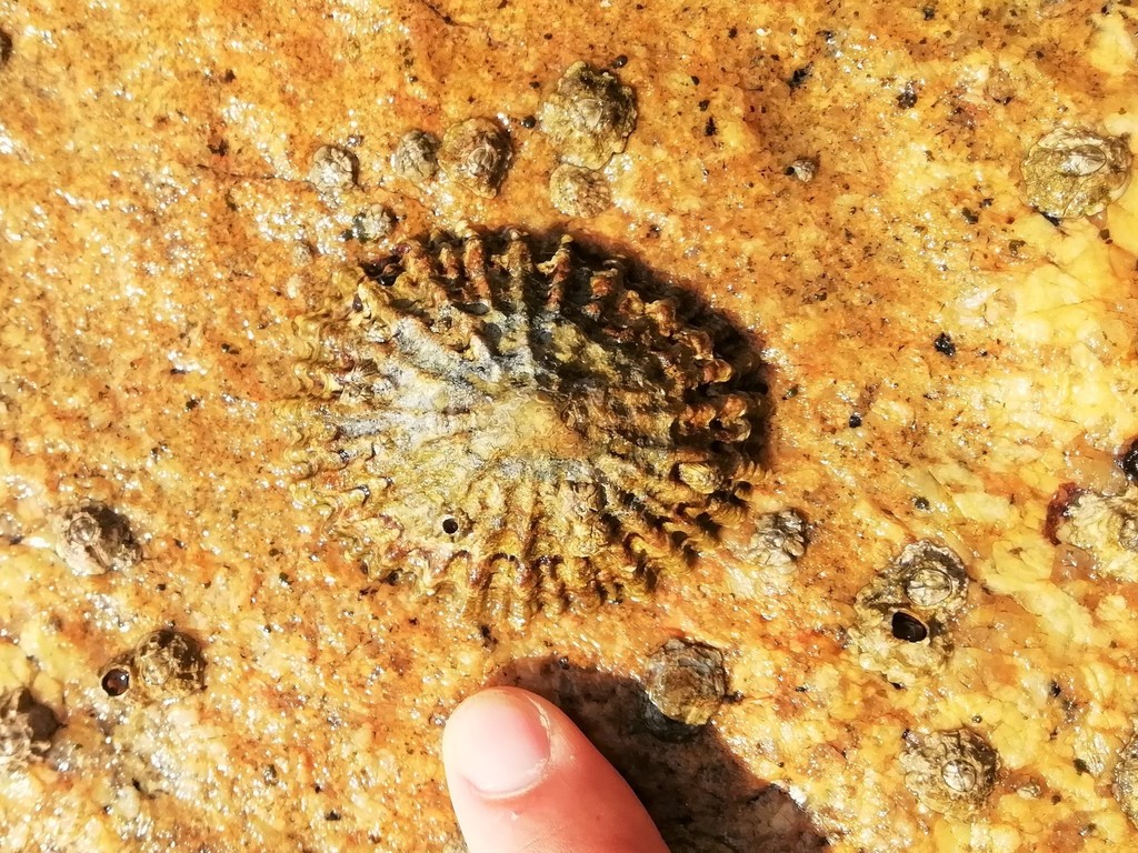 Species