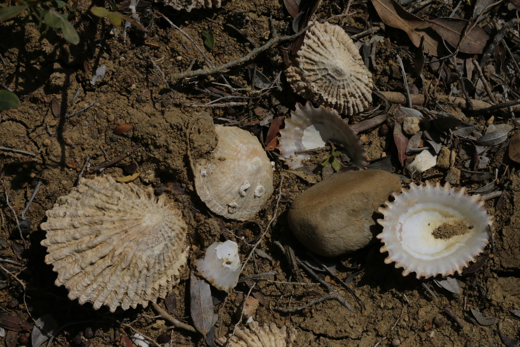 Species