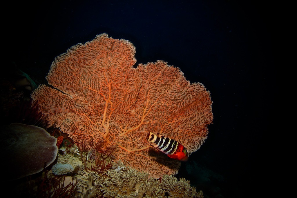 Species