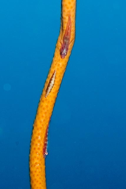 Junceella Juncea