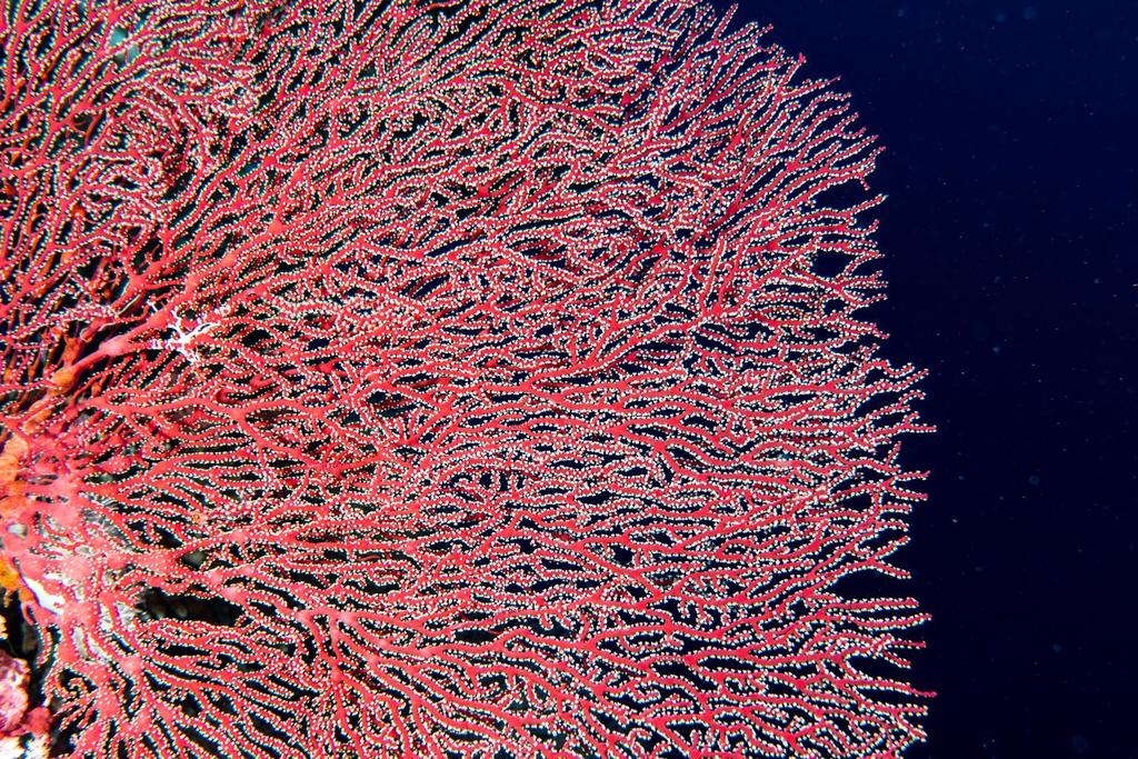 Melithaea Biserialis
