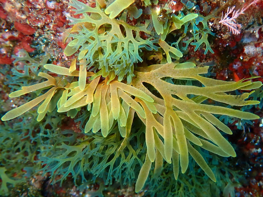 Species
