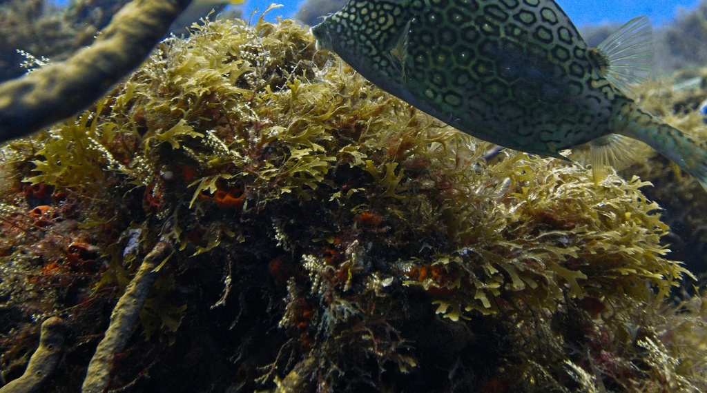 Species