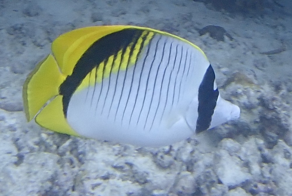 Species