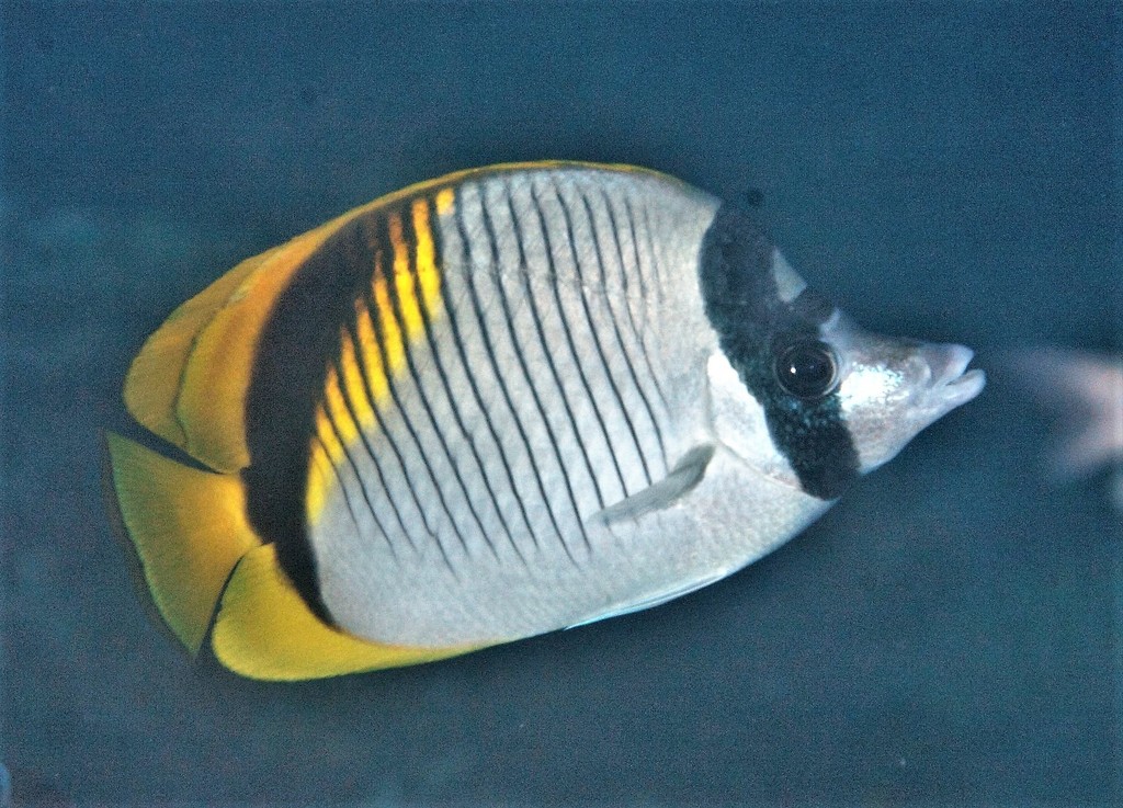Species