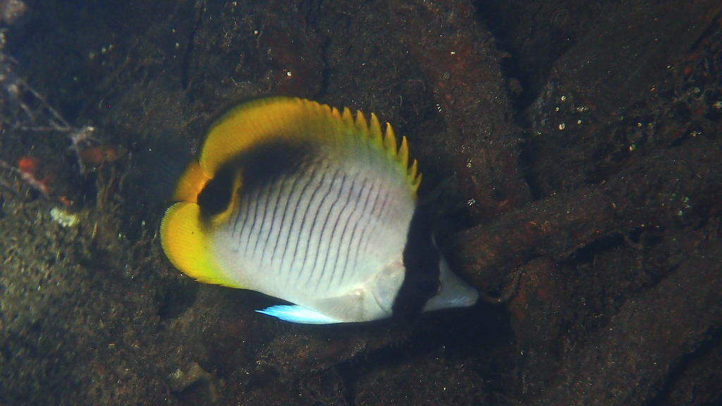 Species