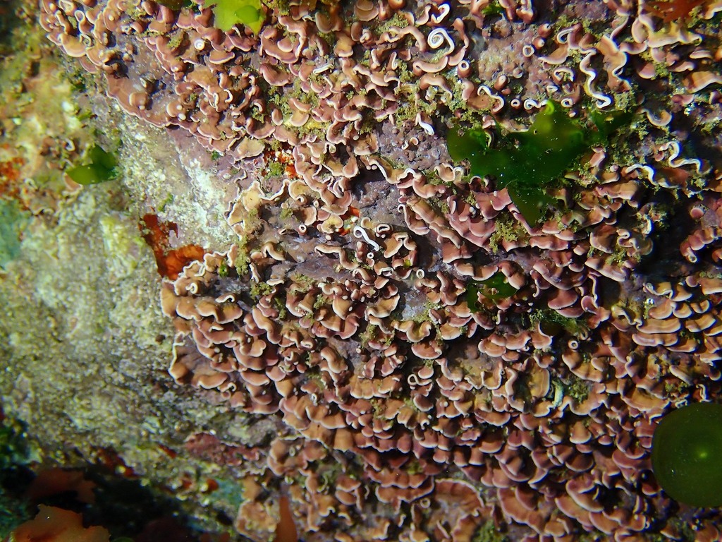 Species